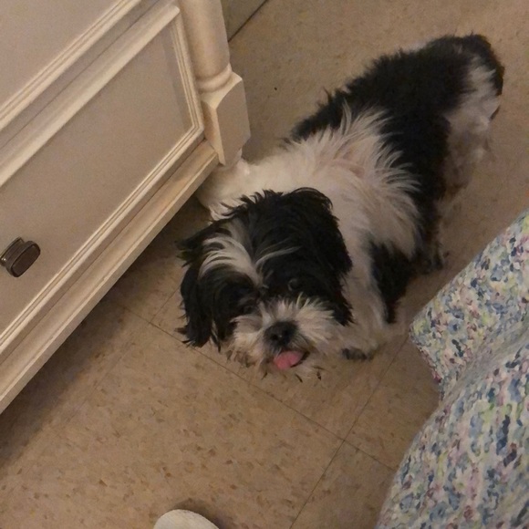 Meet your Posher, Emilia - Picture 1 of 1